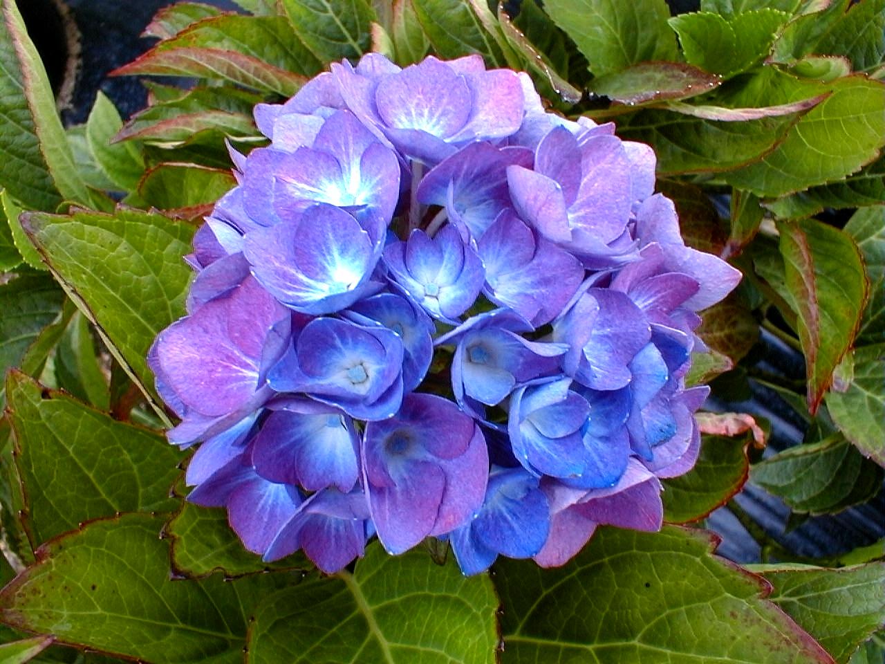 Bleuissement des Hortensias